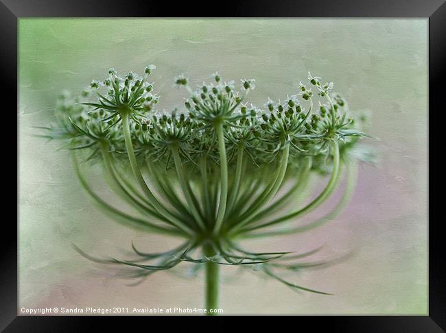 Queen Anne Lace Framed Print by Sandra Pledger