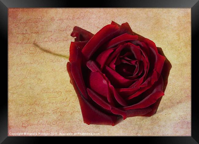 Papa Meilland...a red red rose... Framed Print by Sandra Pledger