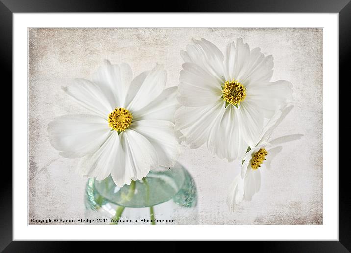 Cosmos in Glass Jar Framed Mounted Print by Sandra Pledger