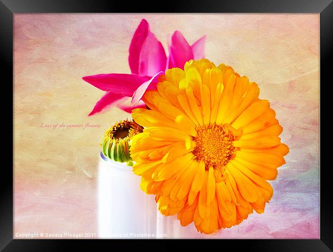 Last of the summer flowers Framed Print by Sandra Pledger