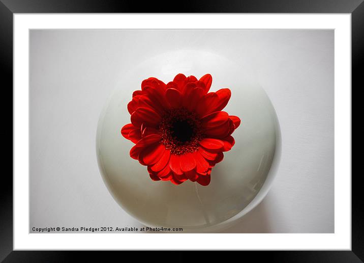 Red Gerbera in White Vase Framed Mounted Print by Sandra Pledger