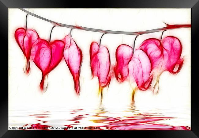 Bleeding Hearts Framed Print by Sandra Pledger