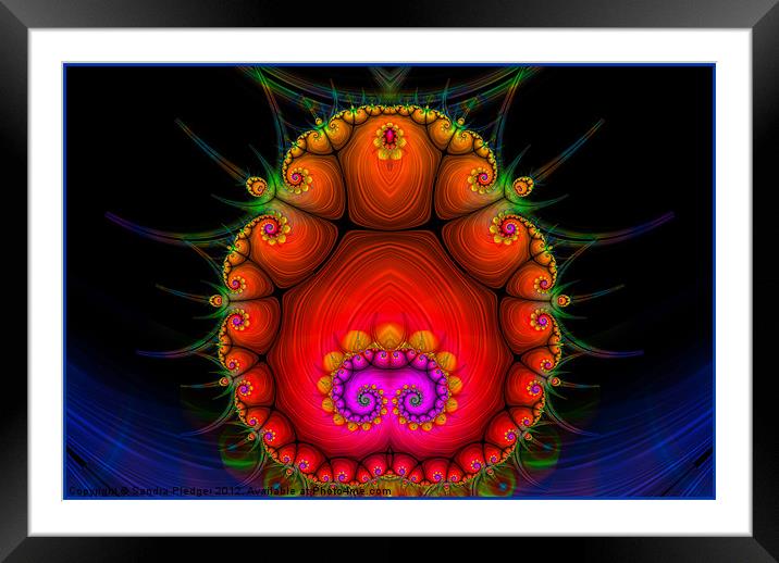 Creature of the Deep Framed Mounted Print by Sandra Pledger