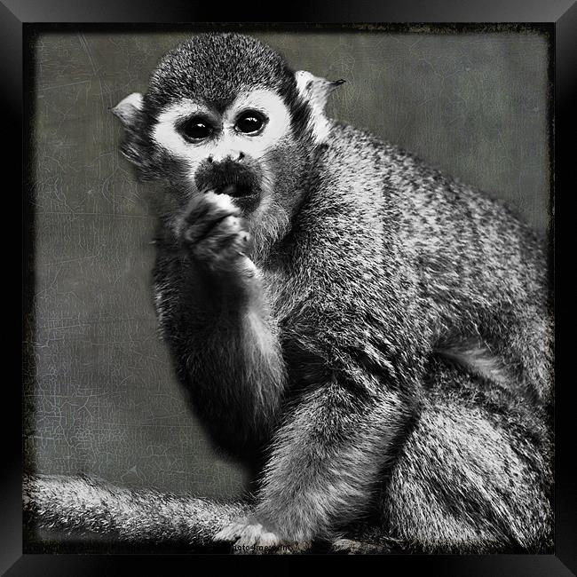 Common Squirrel Monkey Framed Print by Sandra Pledger