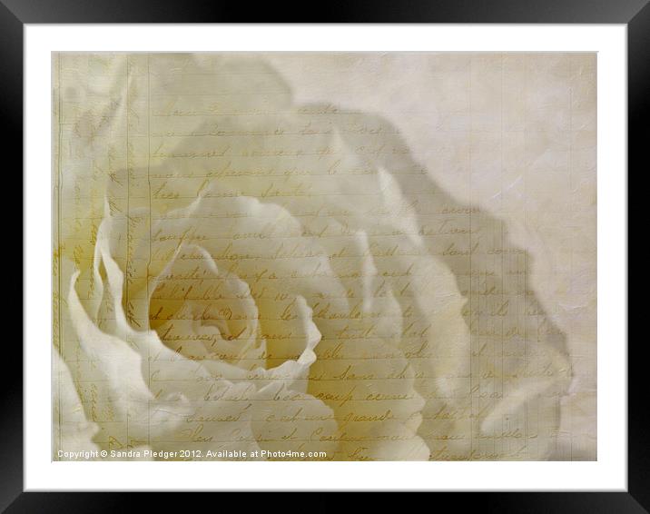 'vous êtes comme une rose' Framed Mounted Print by Sandra Pledger