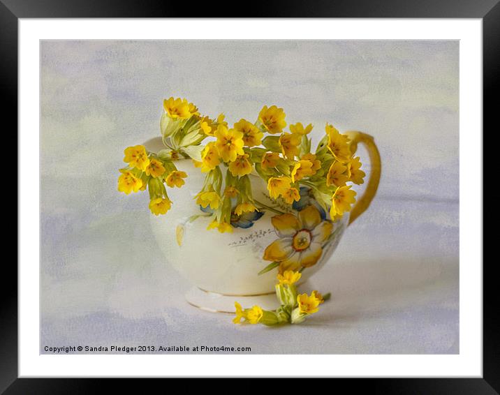 Cowslips Framed Mounted Print by Sandra Pledger