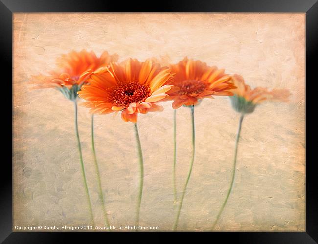 Orange Gerberas Framed Print by Sandra Pledger