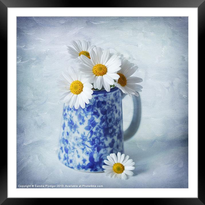Daisies in a blue Jug Framed Mounted Print by Sandra Pledger