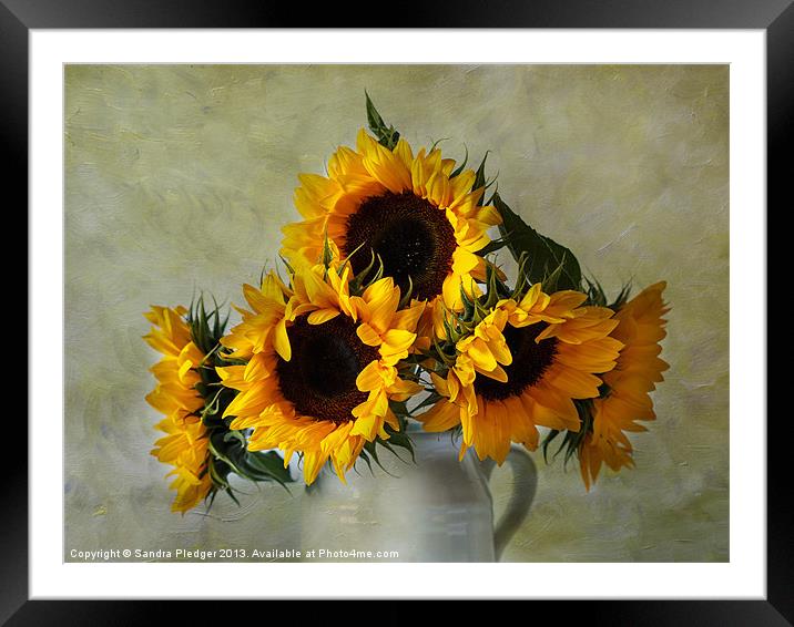 Sunflowers Framed Mounted Print by Sandra Pledger