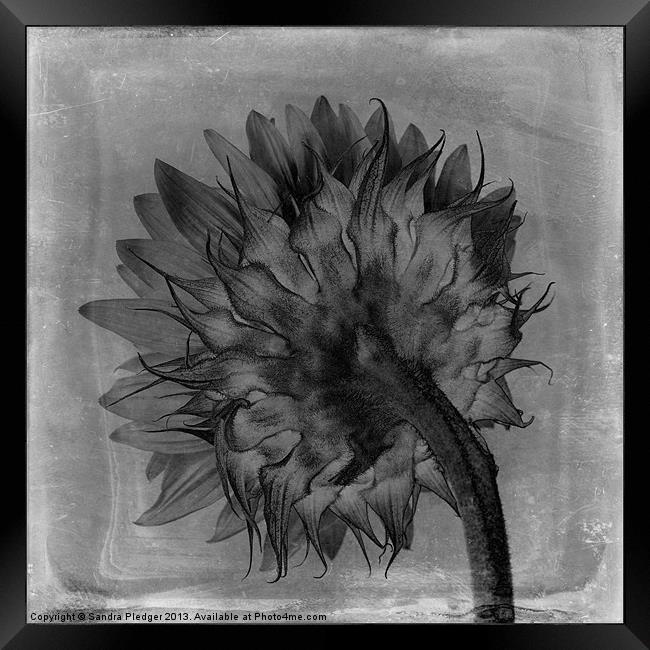 Artistic sunflower Framed Print by Sandra Pledger