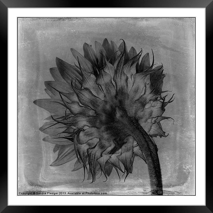 Artistic sunflower Framed Mounted Print by Sandra Pledger