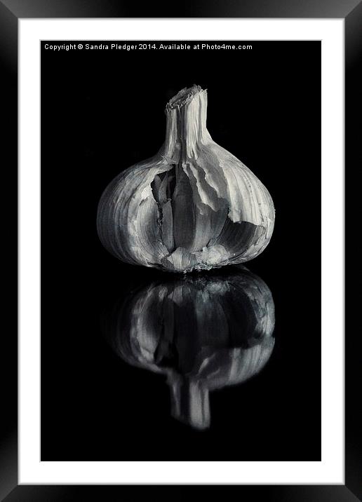 Garlic Framed Mounted Print by Sandra Pledger