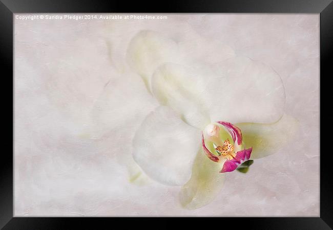 Flower Angel Framed Print by Sandra Pledger