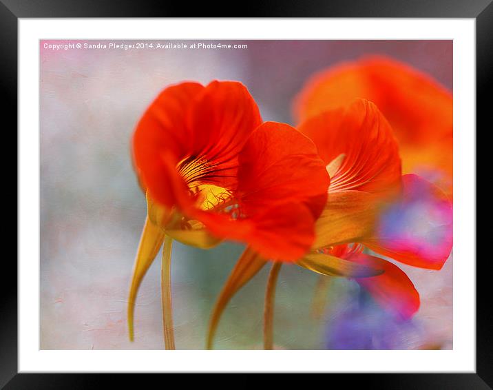  Nasturtiums Framed Mounted Print by Sandra Pledger