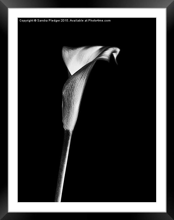  Calla Lilly Framed Mounted Print by Sandra Pledger