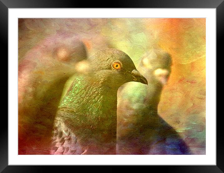 Pigeon Impressions Framed Mounted Print by Sandra Pledger