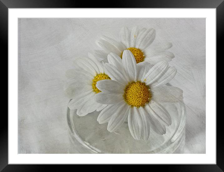 Daisies in a glass jar Framed Mounted Print by Sandra Pledger