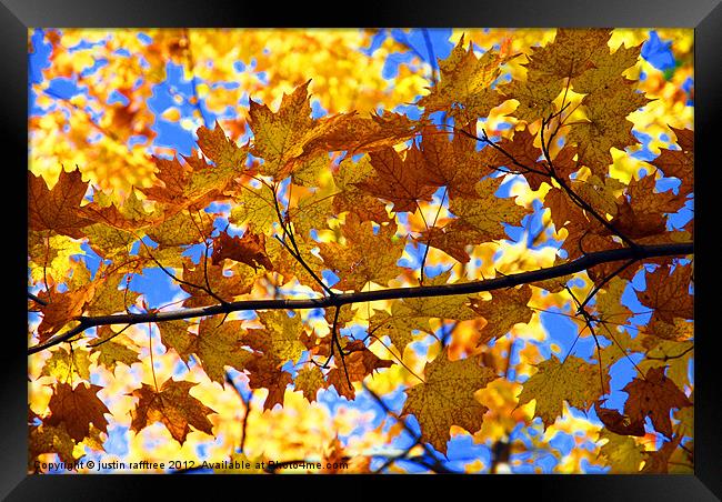 Autumn Maple Branch Framed Print by justin rafftree