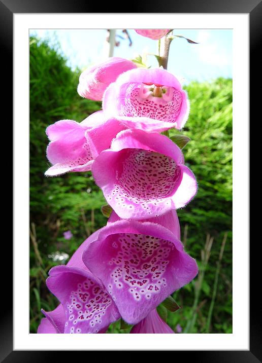Foxglove Framed Mounted Print by Catherine Susans