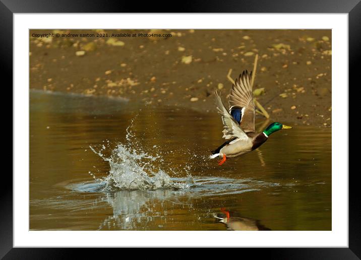 Splash on take off Framed Mounted Print by andrew saxton