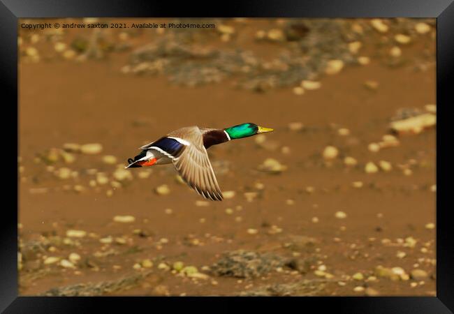 FLY BY Framed Print by andrew saxton