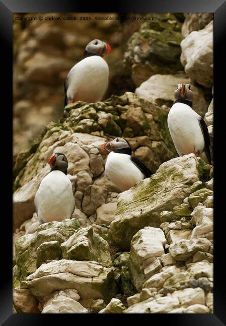 PUFFINS CLIFF Framed Print by andrew saxton