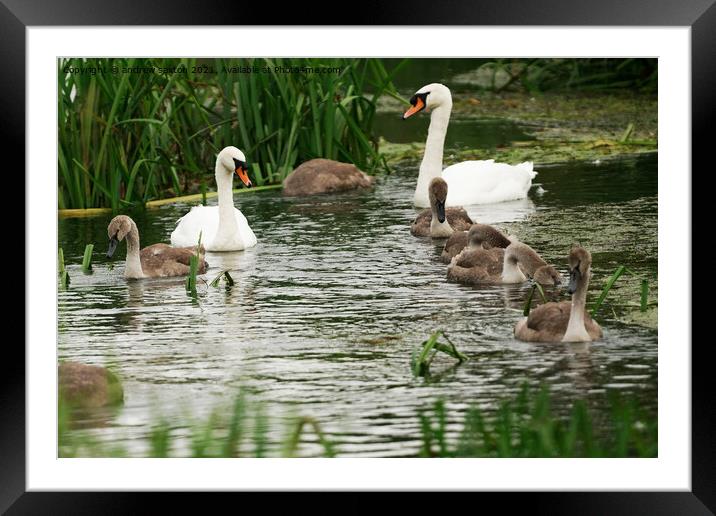 OUT WITH THE SIGNETS  Framed Mounted Print by andrew saxton