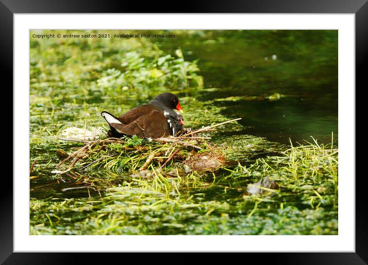 AN LOVING PARENT   Framed Mounted Print by andrew saxton