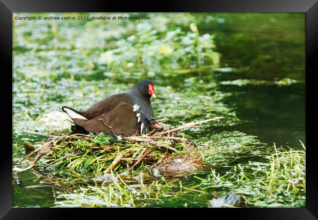 STAY UNDER COVER Framed Print by andrew saxton