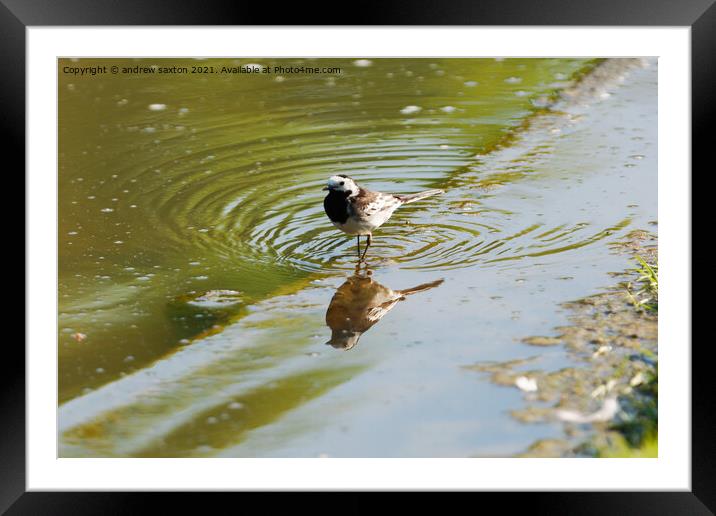 PADDLING WAGTAIL Framed Mounted Print by andrew saxton