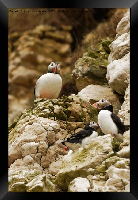 PUFFIN TOWERS Framed Print by andrew saxton