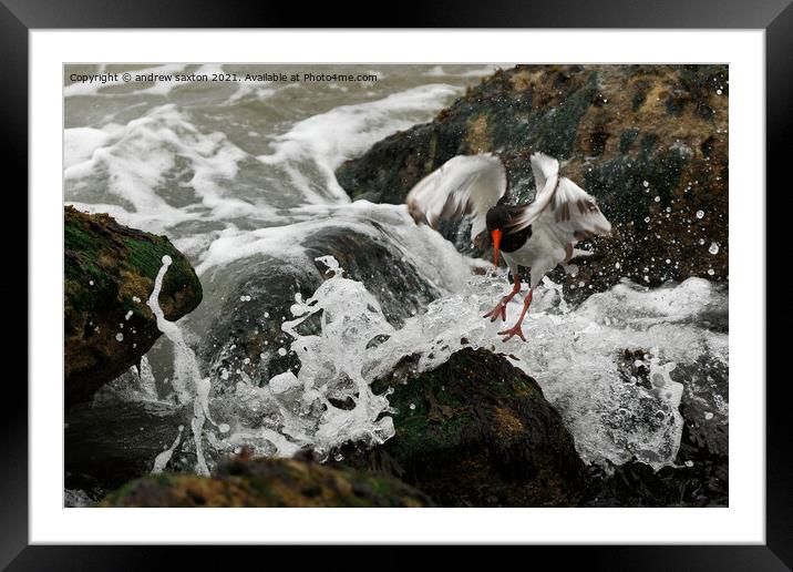 THATS WET Framed Mounted Print by andrew saxton