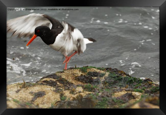 FLAP TOE Framed Print by andrew saxton