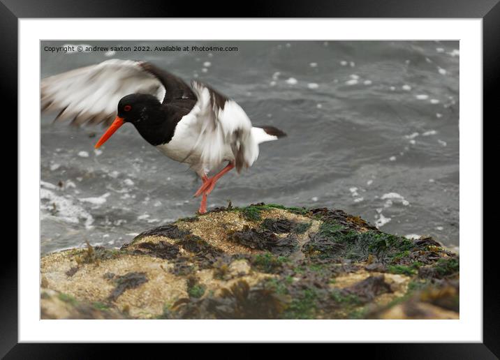 FLAP TOE Framed Mounted Print by andrew saxton