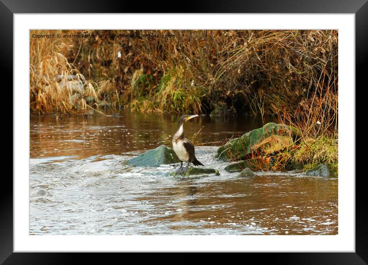 WHO'S THERE Framed Mounted Print by andrew saxton