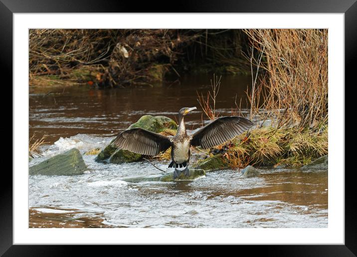 I got wings Framed Mounted Print by andrew saxton