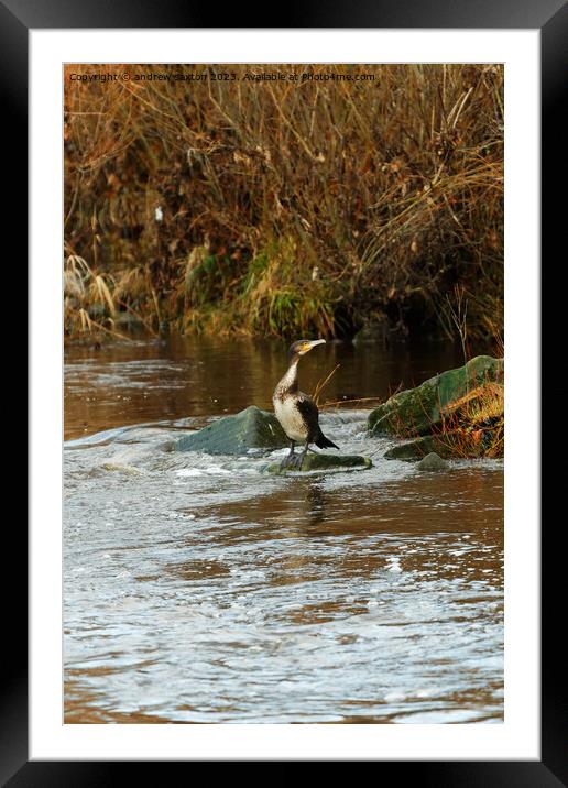 ON THE WATCH  Framed Mounted Print by andrew saxton