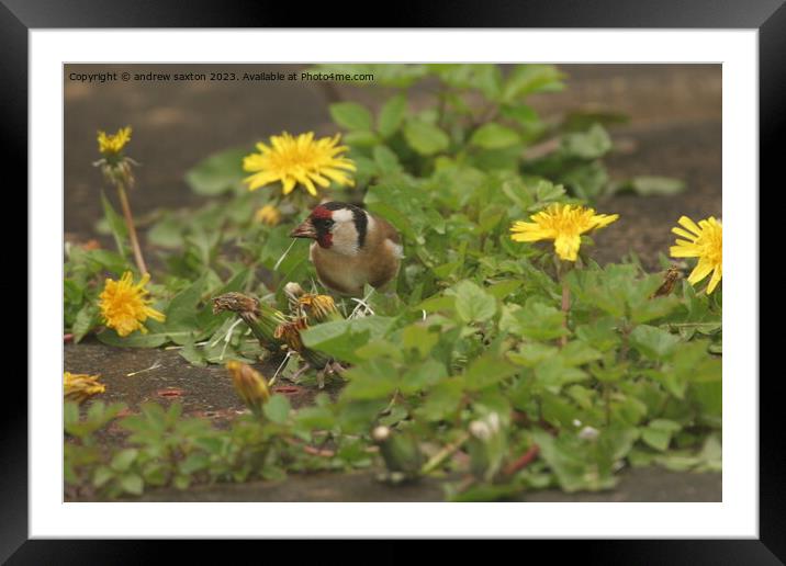 Plant food Framed Mounted Print by andrew saxton