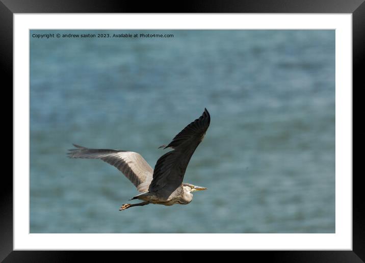 Flying off  Framed Mounted Print by andrew saxton
