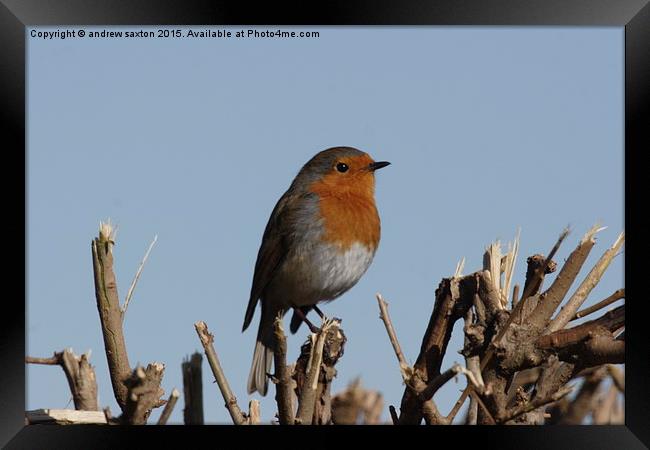  SITTING BEAUTIFUL Framed Print by andrew saxton