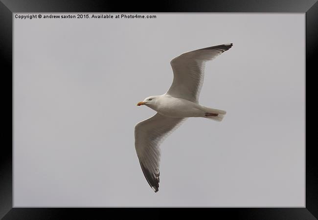  ABOVE YOU Framed Print by andrew saxton