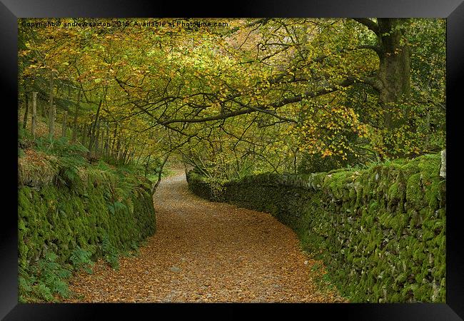  LEAFY LANE Framed Print by andrew saxton