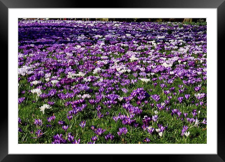 A SEA OF PURPLE Framed Mounted Print by andrew saxton