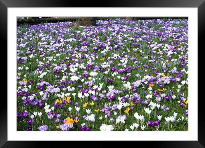 FLORAL CARPET Framed Mounted Print by andrew saxton