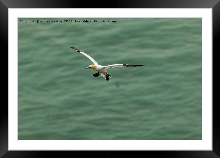 FLYING IN Framed Mounted Print by andrew saxton