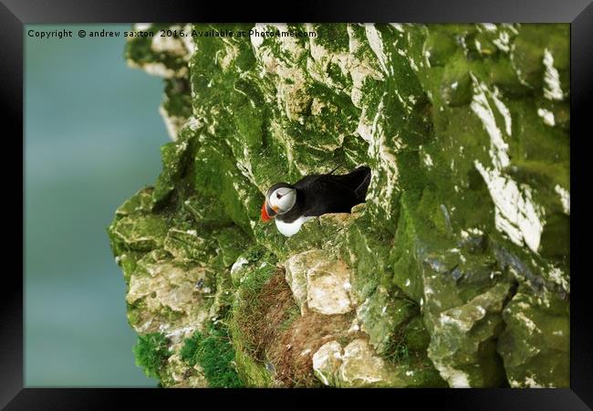 PUFFIN ALONE Framed Print by andrew saxton