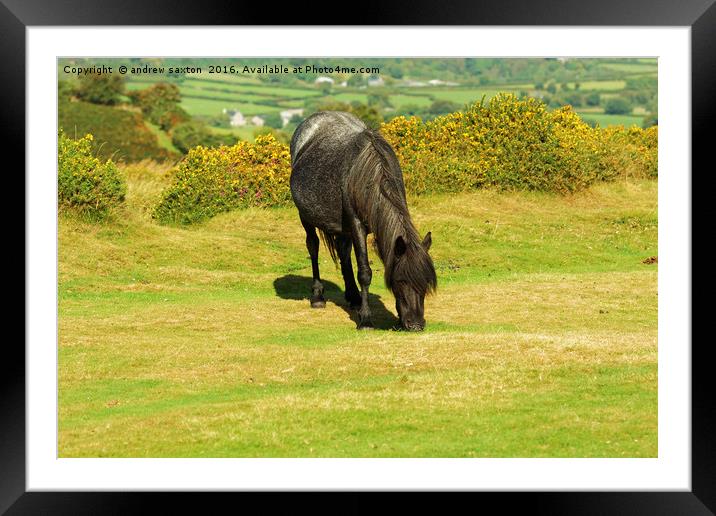 CHEWING ON GRASS Framed Mounted Print by andrew saxton