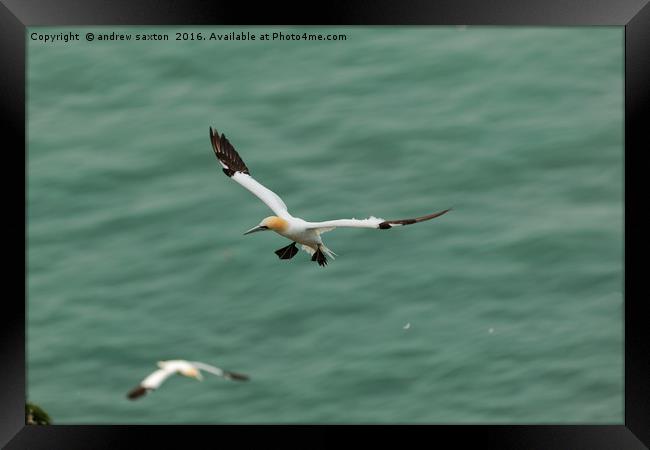 HOVERING Framed Print by andrew saxton