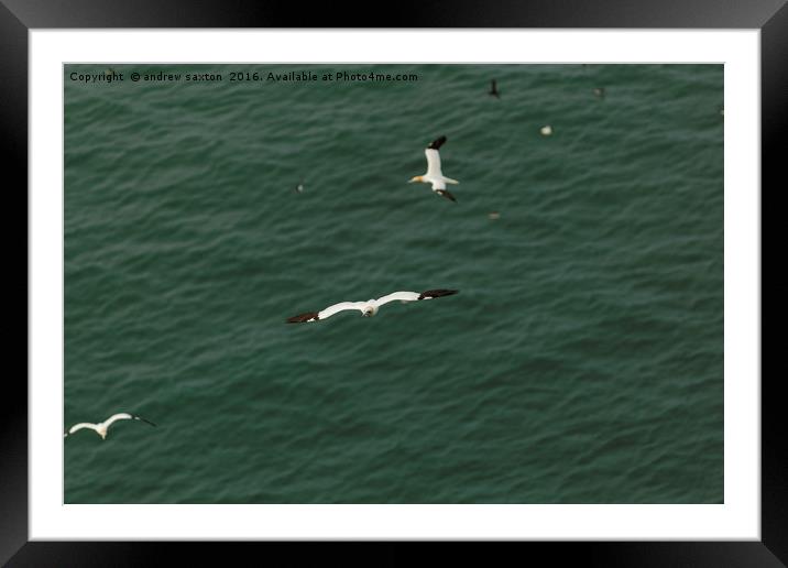 FLYING IN THREES Framed Mounted Print by andrew saxton