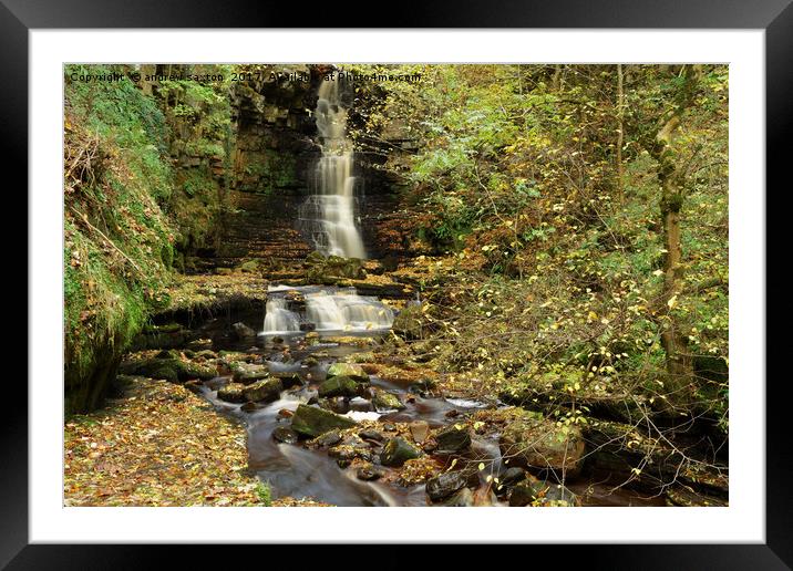 AUTUMN TREE LEAVES Framed Mounted Print by andrew saxton